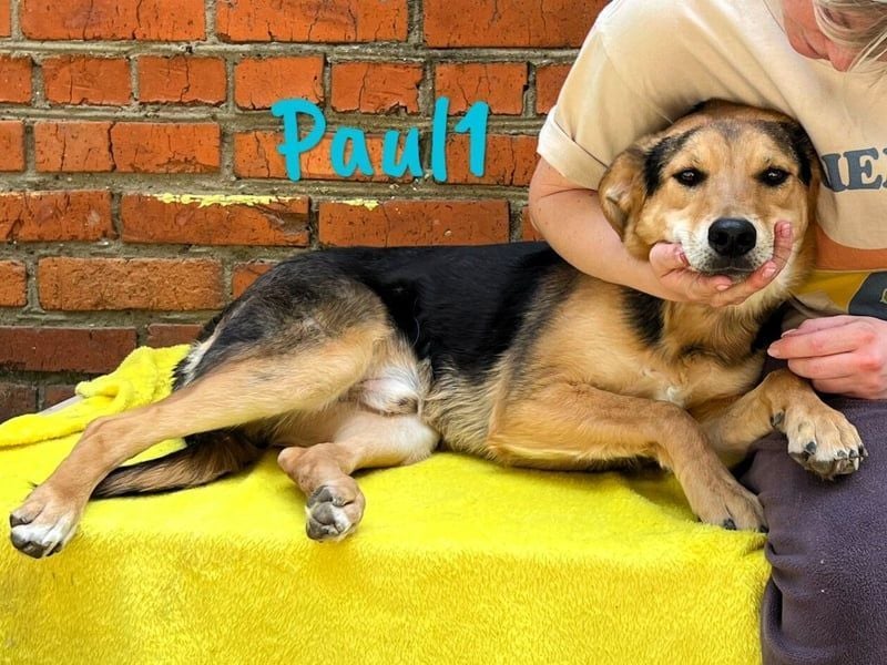 Paul1 geb. 04/2024 - verspielter, menschenbezogener und fröhlicher Junghund!