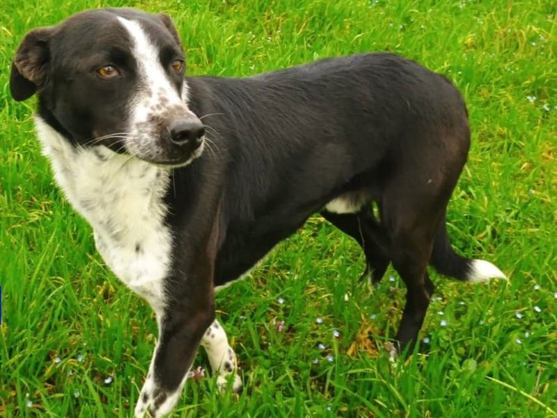 Hermes1 geb. 04/2023 (GRC) - lieber und sozialer Hundemann sucht Körbchen!