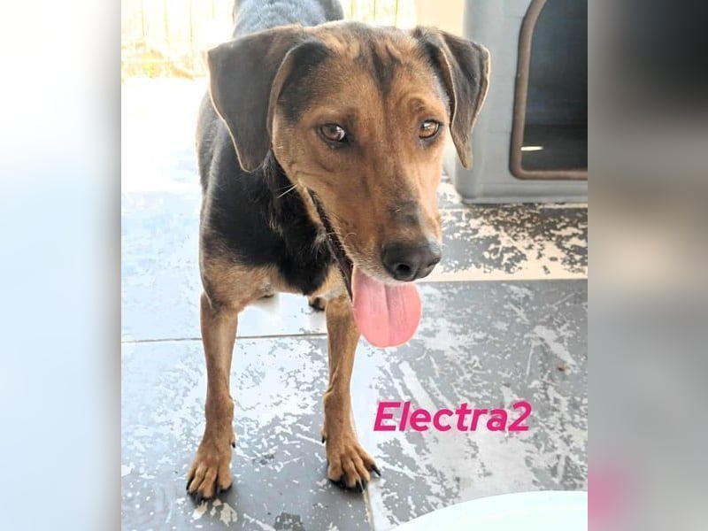 Electra2 geb. 02/2023 (GRC) - ruhige, vertrauensvolle, soziale und liebe Hündin!