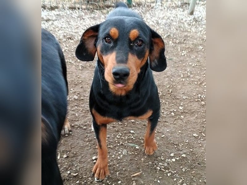 Rodoula geb. 2018 (GRC) - sehr ruhige und gelassene, süße und soziale Hündin! Rodoula geb. 2018 (GRC) - sehr ruhige und gelassene, süße und soziale Hündin!