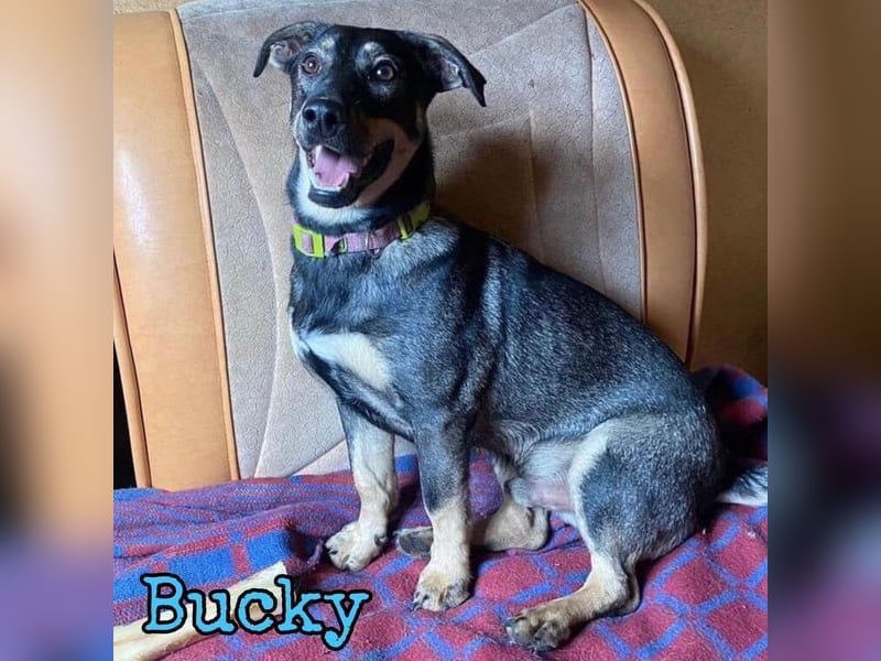 Bucky geb. 12/2021 - lustiger, aktiver und verspielter Outdoor-Begleiter!