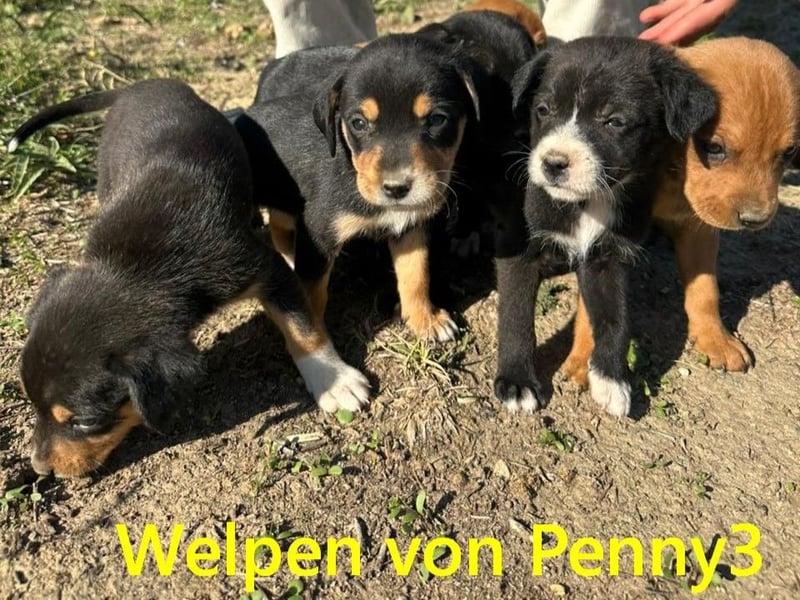 Ella2 geb. 09/2025 (GRC) - bezaubernde, liebe Welpin!