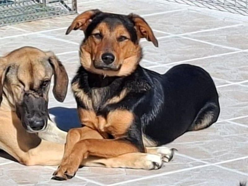 Carlos geb. 01/2025 (GRC) - sanfter und wunderschöner Junghund!