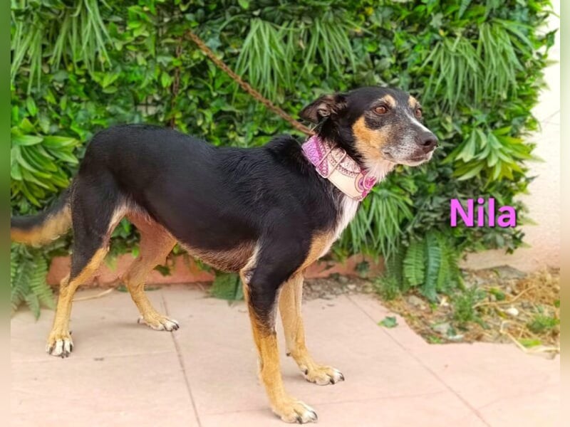 Nila geb. 08/2020 (ESP) - unkomplizierte und freundliche Traumhündin!