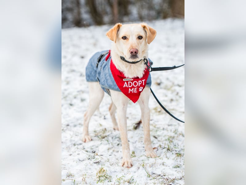 Monet sucht Familie Herz, Geduld und mit Ersthund