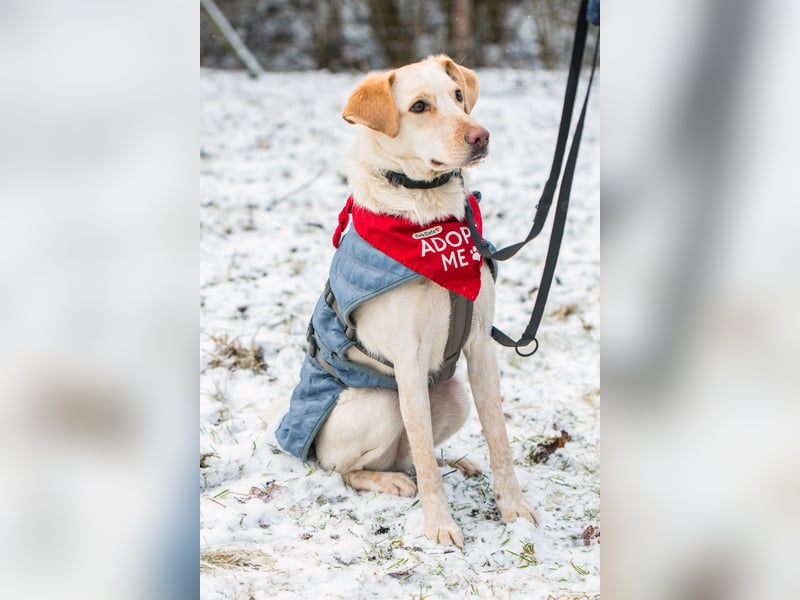 Monet sucht Familie Herz, Geduld und mit Ersthund