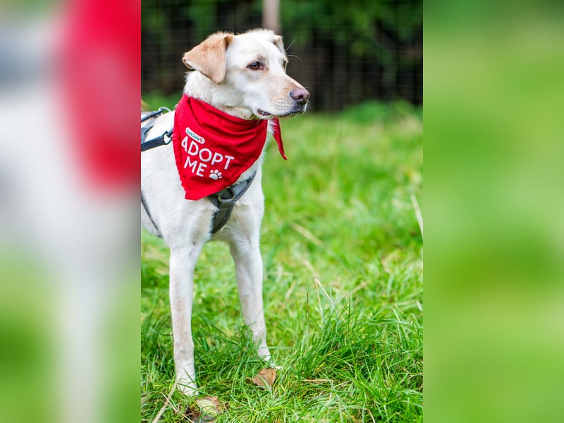 Monet sucht Familie Herz, Geduld und mit Ersthund