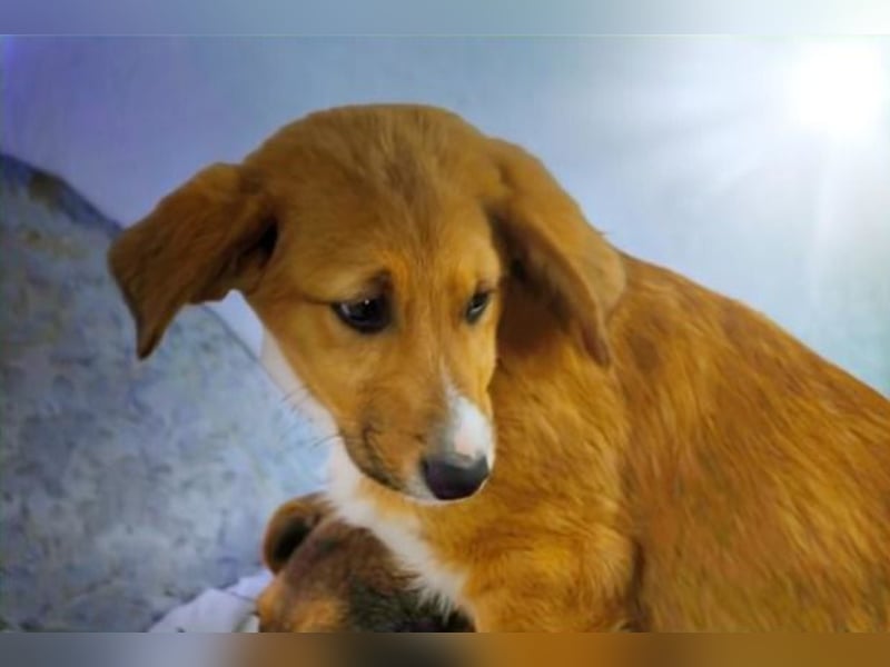 Max – fröhlich und verspielt