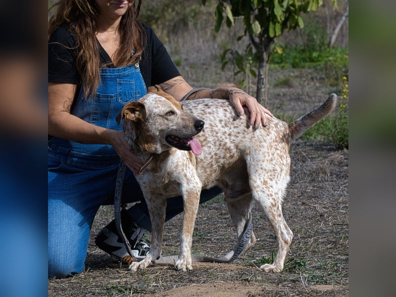 Duke – ein Schatz mit Handicap