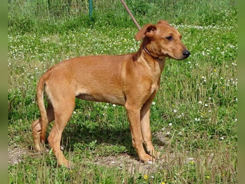 Ciana - eine sanfte Nachzüglerin