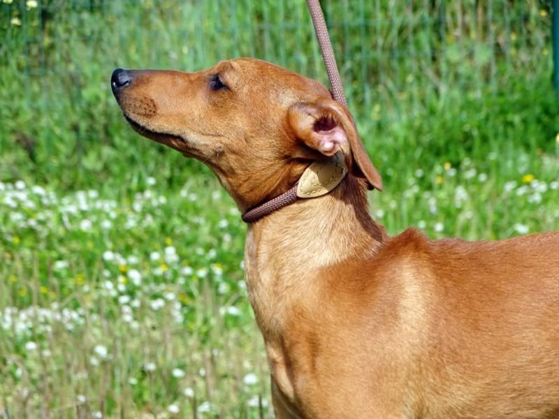 Ciana - eine sanfte Nachzüglerin