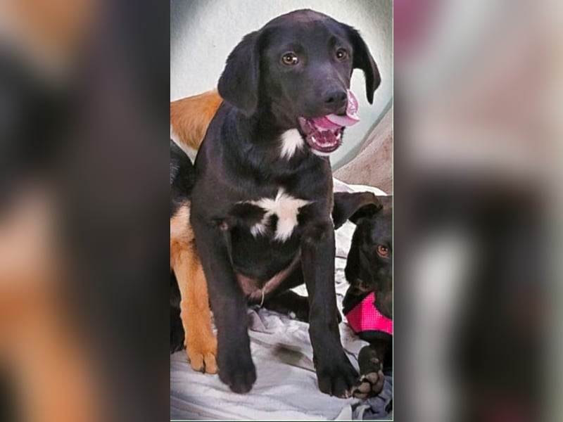 Mokka – neugierig und freundlich