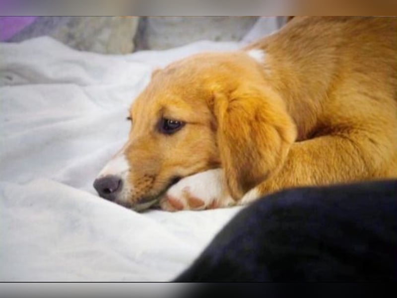 Max – fröhlich und verspielt