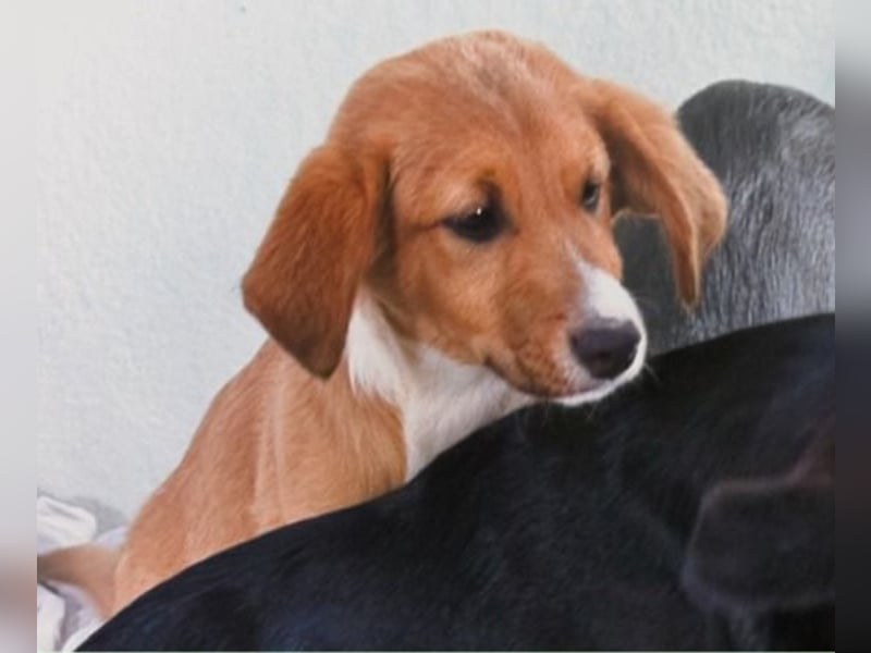 Max – fröhlich und verspielt