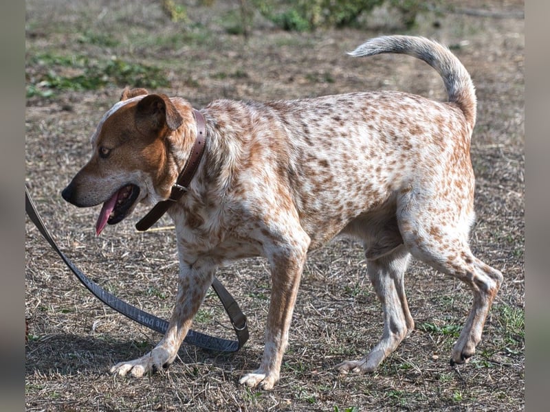 Duke – ein Schatz mit Handicap