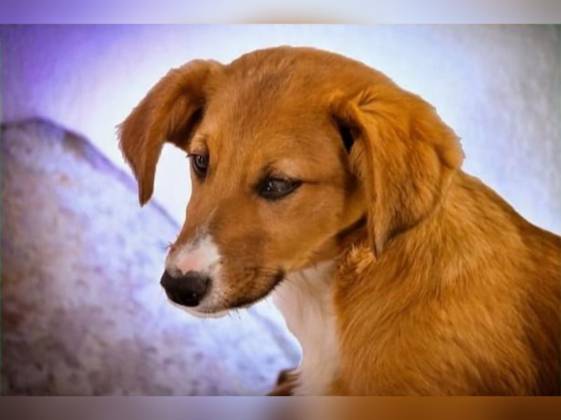 Max – fröhlich und verspielt