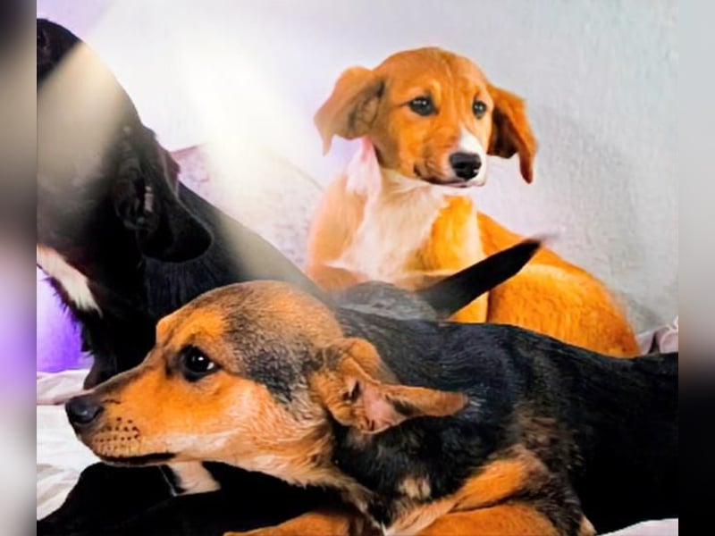 Max – fröhlich und verspielt