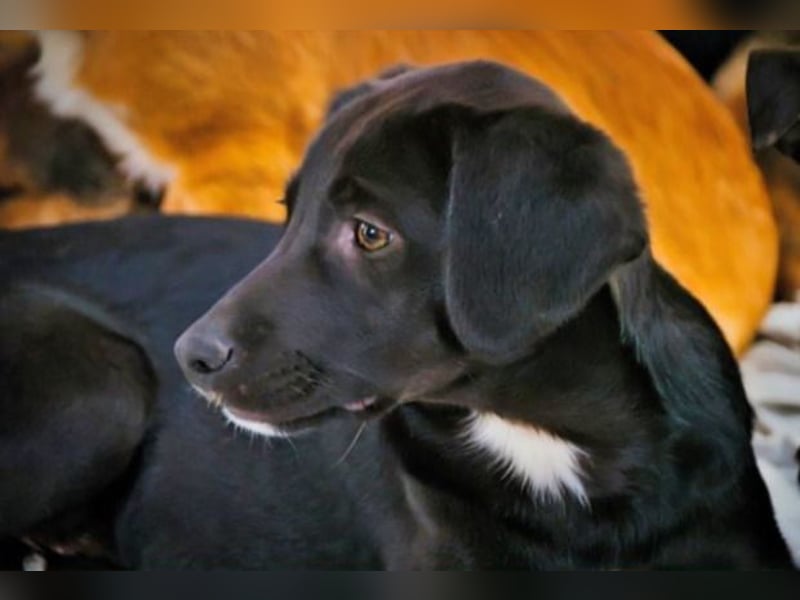 Mokka – neugierig und freundlich