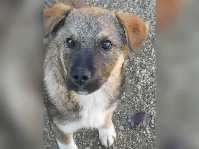 Mogosel - toller Jungspund möchte das richtige Leben kennenlernen