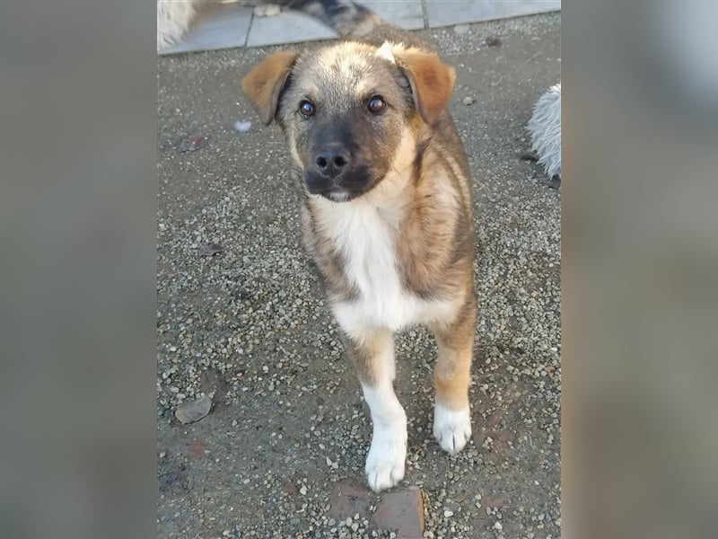 Mogosel - toller Jungspund möchte das richtige Leben kennenlernen
