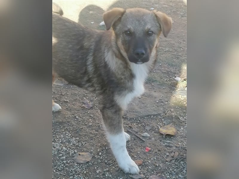 Mogosel - toller Jungspund möchte das richtige Leben kennenlernen