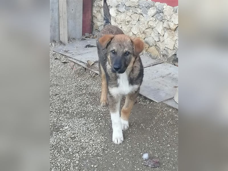 Mogosel - toller Jungspund möchte das richtige Leben kennenlernen