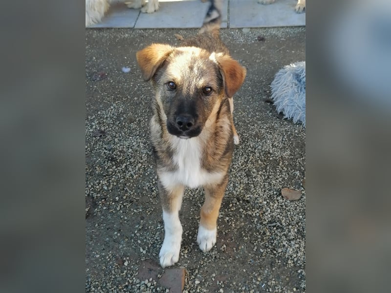 Mogosel - toller Jungspund möchte das richtige Leben kennenlernen