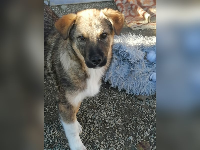 Mogosel - toller Jungspund möchte das richtige Leben kennenlernen