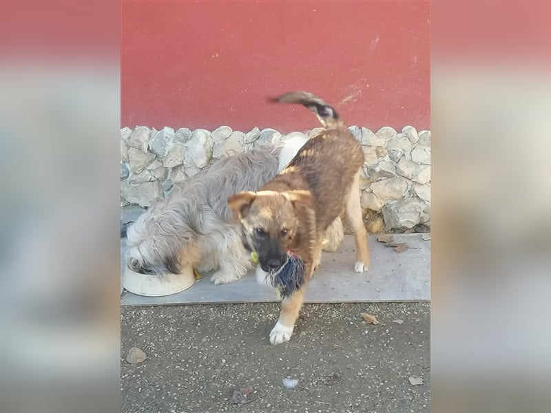 Mogosel - toller Jungspund möchte das richtige Leben kennenlernen