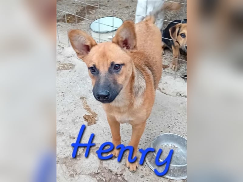 Unser herzensguter Henry