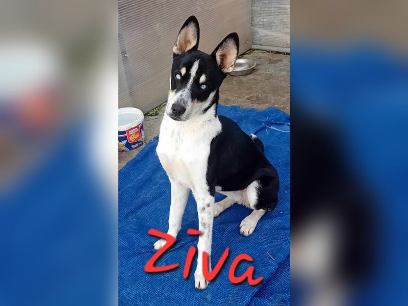 Unsere hübsche ZIVA