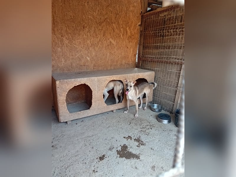 Unser zauberhafter Flint