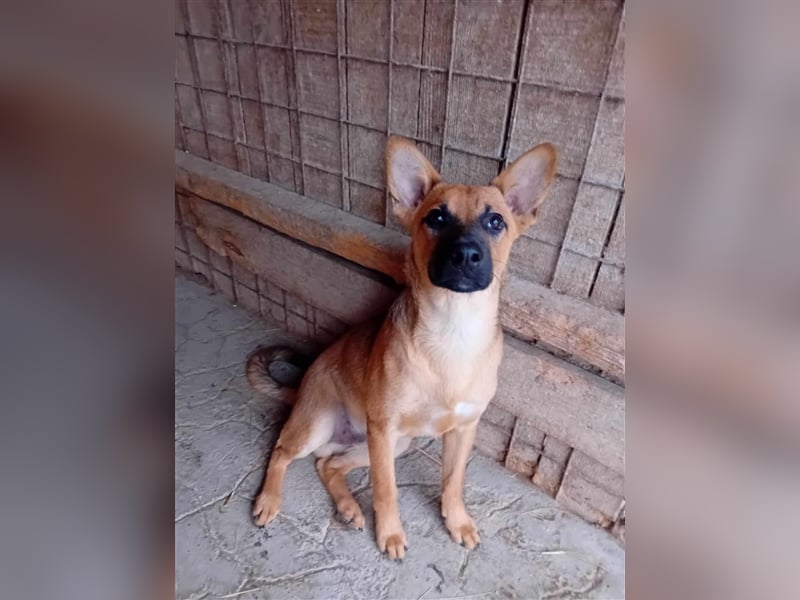 Unser herzensguter Henry