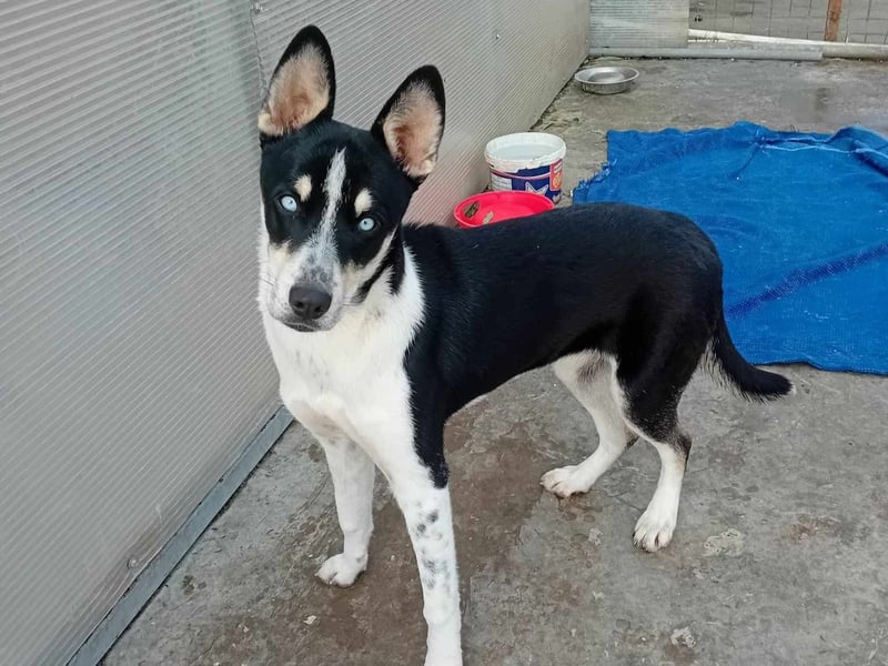 Unsere hübsche ZIVA