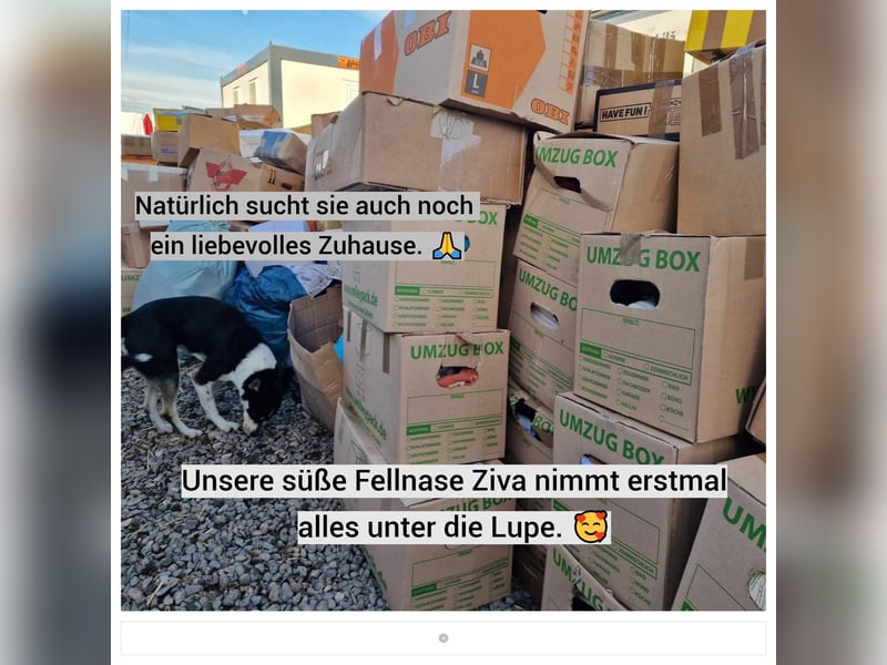 Unsere hübsche ZIVA