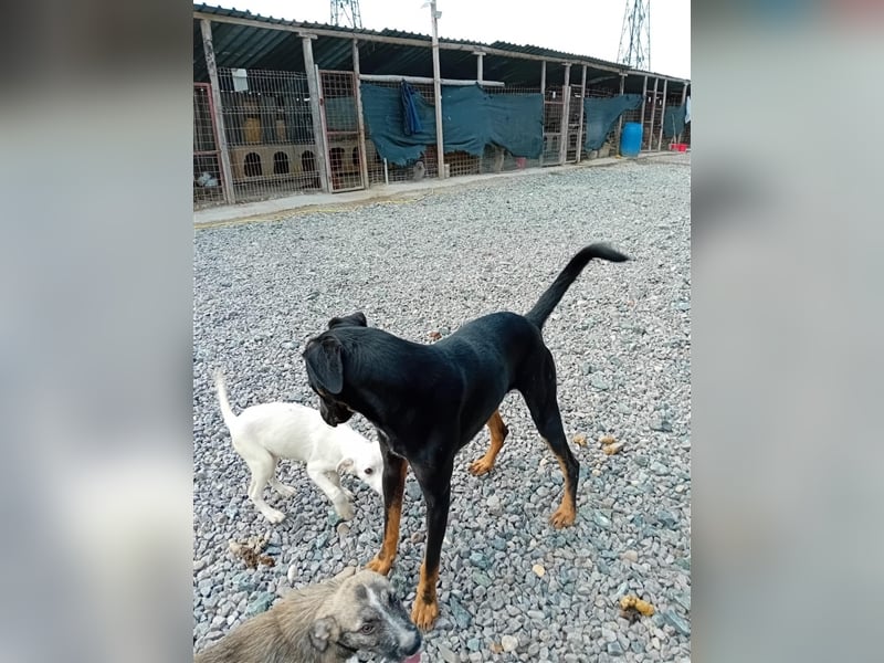 Unser süßer Herbie