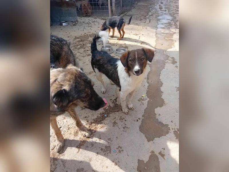 Unser liebesbedürftiger Nicky