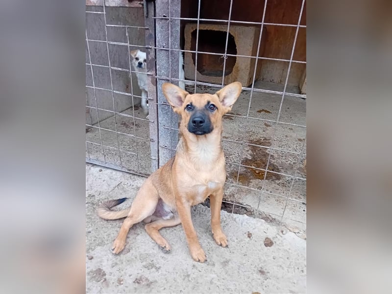 Unser herzensguter Henry