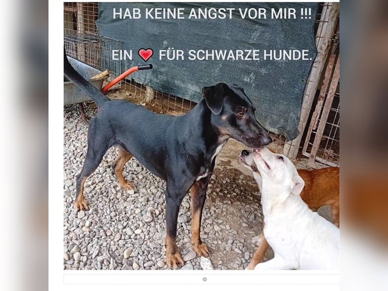 Unser süßer Herbie