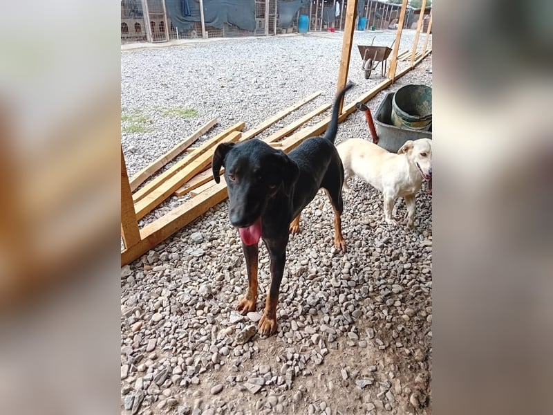 Unser süßer Herbie