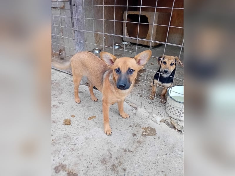 Unser herzensguter Henry