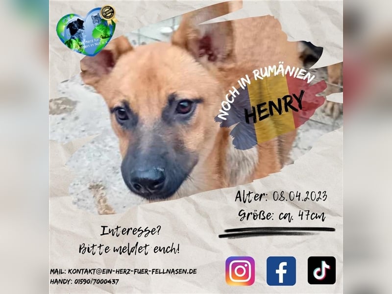 Unser herzensguter Henry