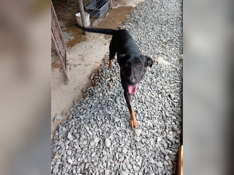 Unser süßer Herbie