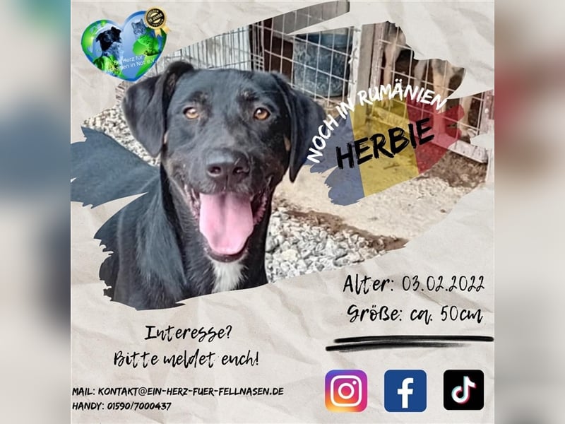 Unser süßer Herbie