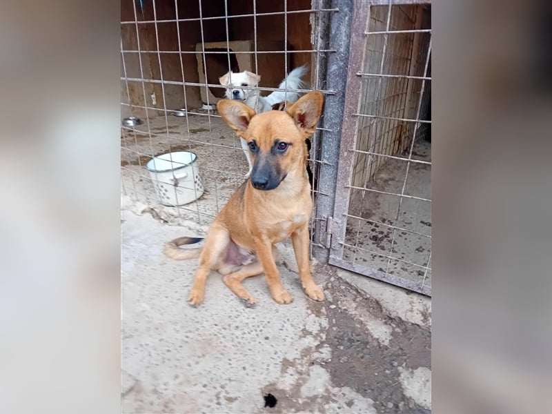 Unser herzensguter Henry