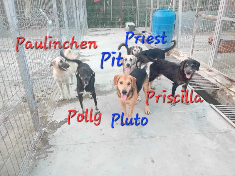 Unsere zauberhafte PRISCILLA