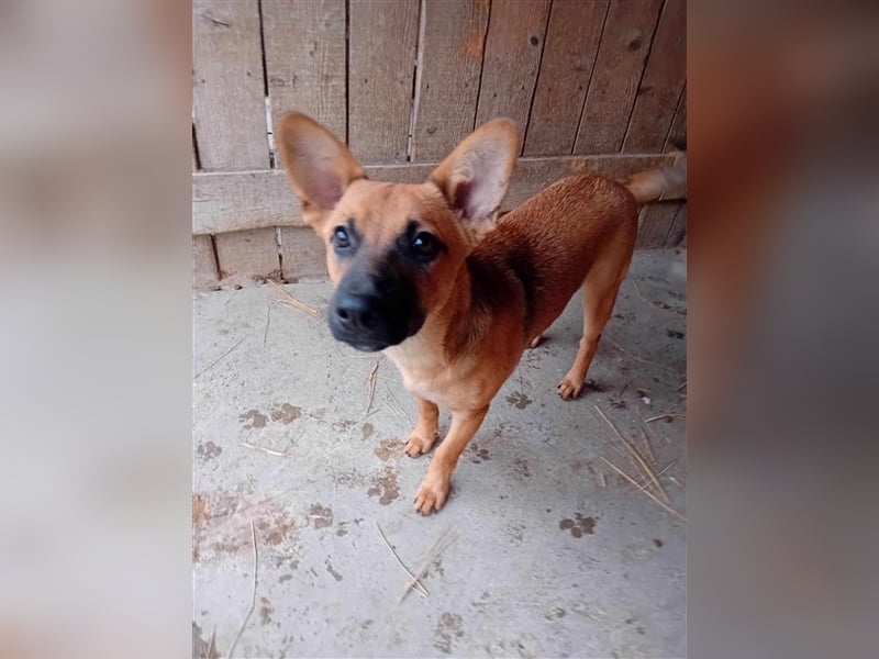 Unser herzensguter Henry