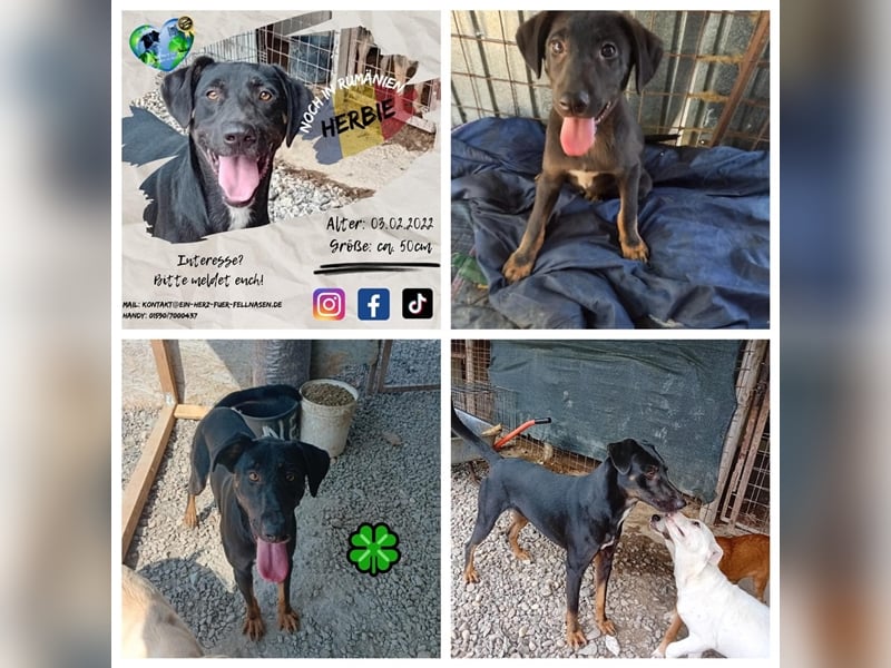 Unser süßer Herbie