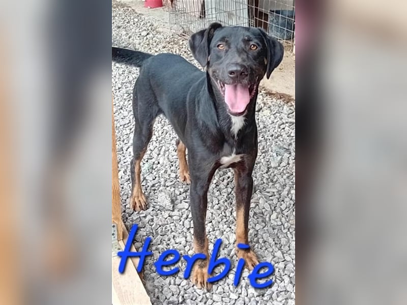 Unser süßer Herbie