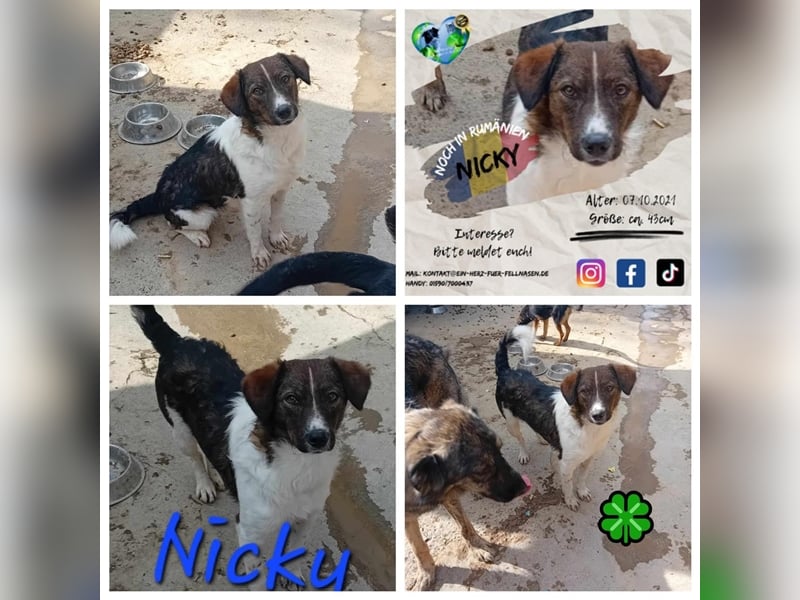 Unser liebesbedürftiger Nicky
